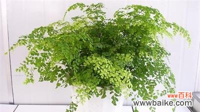 探索自然中的健康宝库 以代表健康的植物为主题的文章