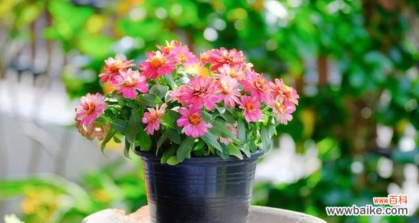 探索代表健康长寿的15种植物 寿命长的植物有哪些