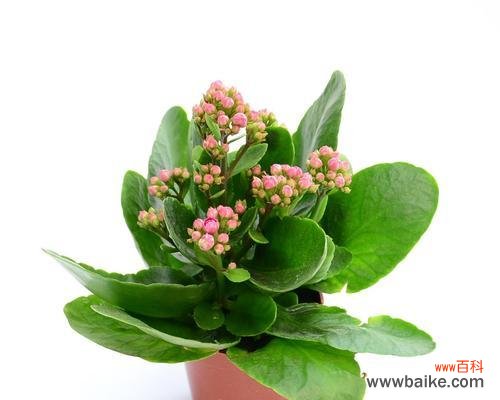 探索代表健康长寿的15种植物 寿命长的植物有哪些