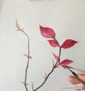 探索花卉禁忌之爱的象征与意义 禁忌之爱