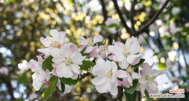 以代表惊蛰的植物为主题 惊蛰时节的植物盛开破土而出迎接春天的呼唤