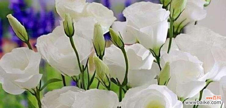 以花语赋予老年人新的意义 花开不败,老有所乐