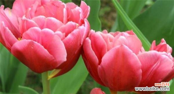 以花语赋予老年人新的意义 花开不败,老有所乐