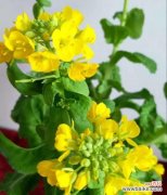 植物世界中的教育使者 老师也有绿叶——代表老师的植物