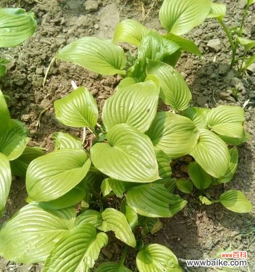 植物世界中的教育使者 老师也有绿叶——代表老师的植物