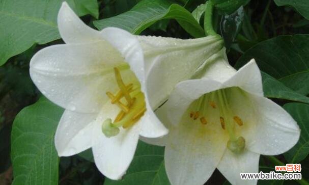 祝福情深 花语告白