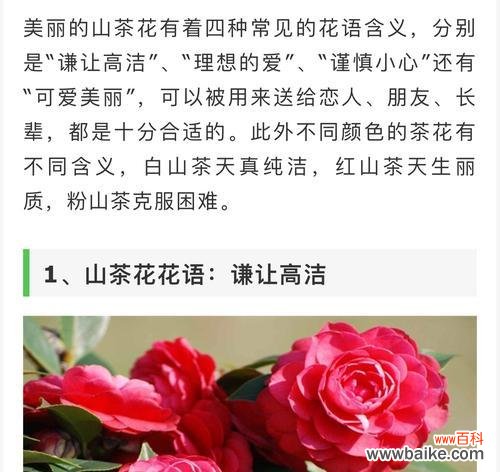 以迷人的紫罗兰为例 害羞花的花语