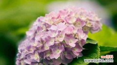 白色玫瑰花语传递和好的力量 以白色玫瑰的花语为主题的文章