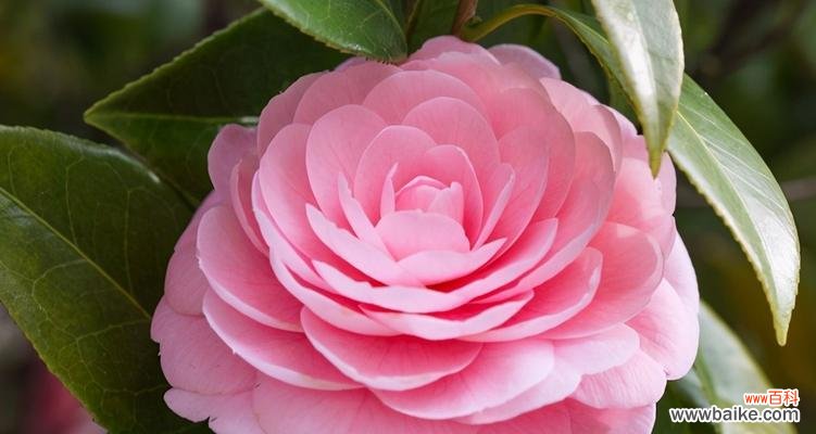 白色玫瑰花语传递和好的力量 以白色玫瑰的花语为主题的文章