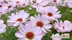 以橄榄花为象征 和平之花——以橄榄花为例的花语探析