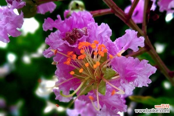 揭秘紫罗兰所代表的好运气 幸运之花—紫罗兰的花语