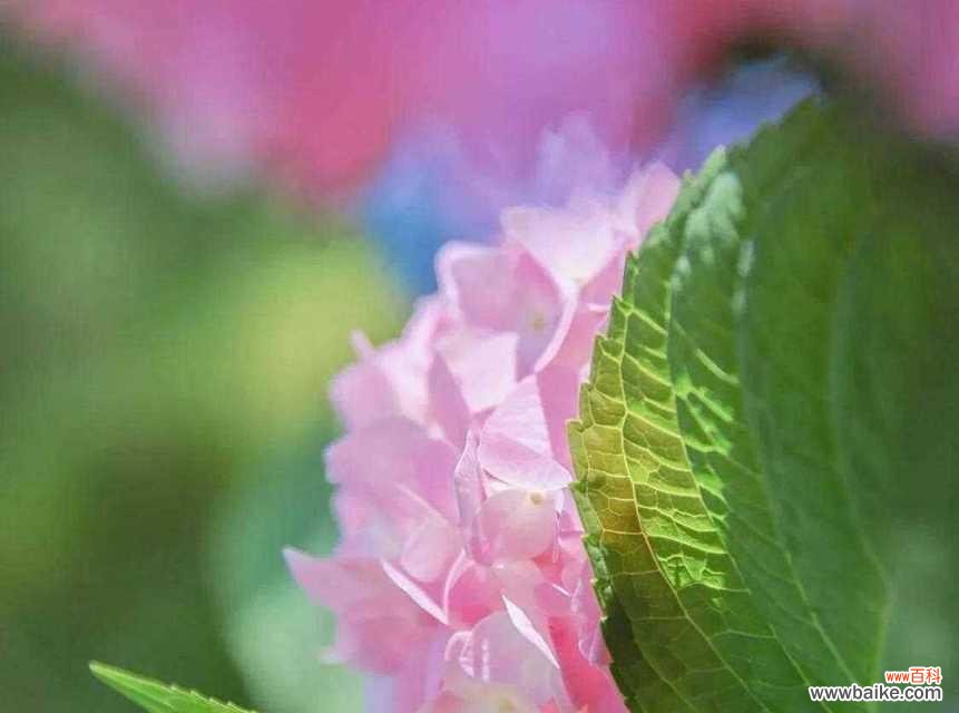 四叶草花语揭示了好运的秘密 好运之花——以四叶草的花语为主题的文章