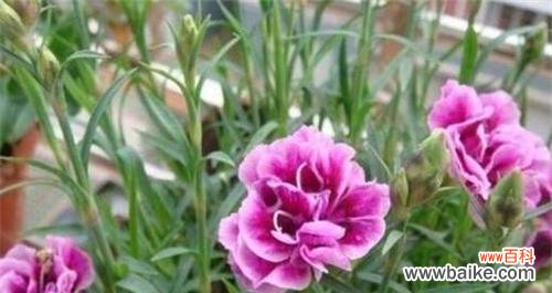 四叶草花语揭示了好运的秘密 好运之花——以四叶草的花语为主题的文章