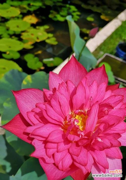 四叶草花语揭示了好运的秘密 好运之花——以四叶草的花语为主题的文章