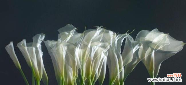 以苦楝花的花语为线索 黑暗之花