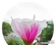 揭开白花的花语之谜 黑夜中的光明——白花的花语