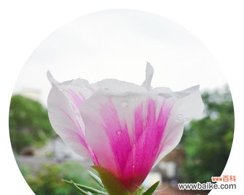 揭开白花的花语之谜 黑夜中的光明——白花的花语