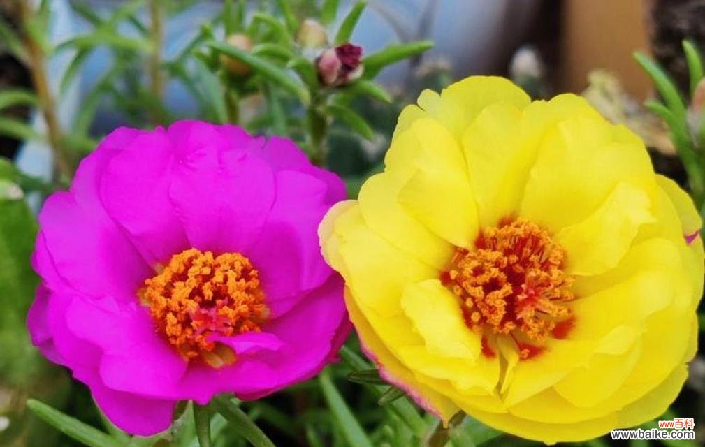 揭开白花的花语之谜 黑夜中的光明——白花的花语