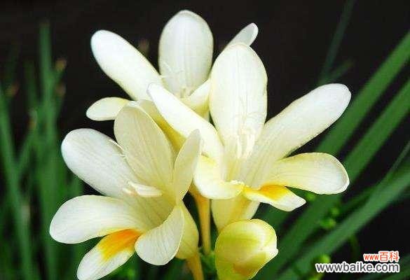 用花语述说内心的遗憾与后悔 后悔的花朵——勿忘我