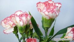 用花语述说内心的遗憾与后悔 后悔的花朵——勿忘我