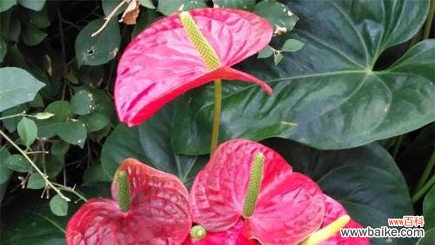 用花语纷繁掩盖的真相 花语谎言——揭示花语中的虚伪与欺骗