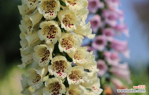 用花语纷繁掩盖的真相 花语谎言——揭示花语中的虚伪与欺骗