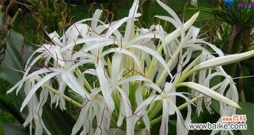 用花语纷繁掩盖的真相 花语谎言——揭示花语中的虚伪与欺骗