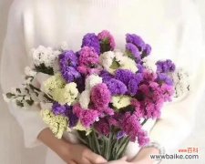 欢迎新生活 以百合花为主题的欢迎之花语