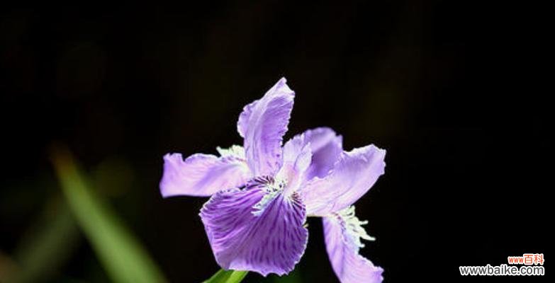 探寻幻想世界的魅力 花海中的幻想