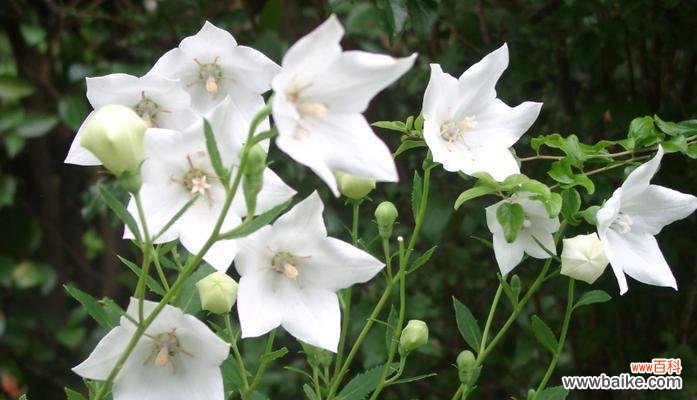 探寻幻想世界的魅力 花海中的幻想