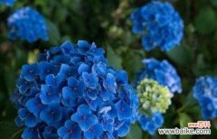 活着——莲花花语的启示 以莲花的花语为主题的文章