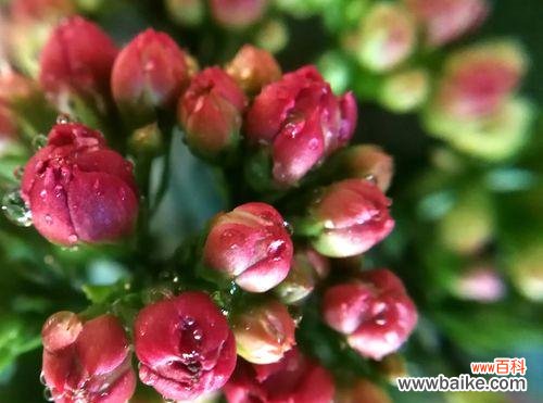 以菊花为主题的吉祥如意花语 吉祥如意,花开花语