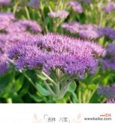 以菊花为主题的吉祥如意花语 吉祥如意，花开花语