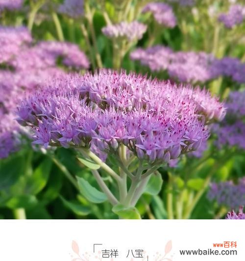 以菊花为主题的吉祥如意花语 吉祥如意,花开花语