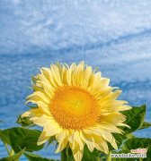 以玫瑰花为主题的花语传递着勇气和希望 努力奋斗的花语——向前看