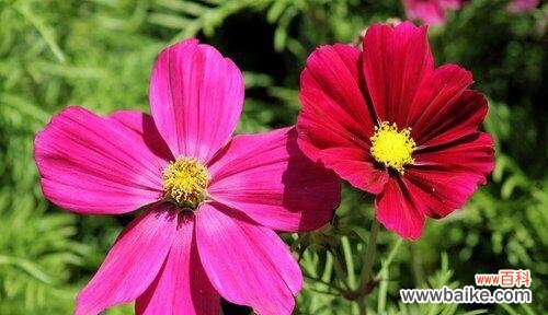 用以什么花的花语传递坚持不懈的力量 坚持不懈,追求梦想的花语