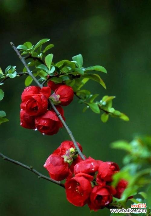用以什么花的花语传递坚持不懈的力量 坚持不懈,追求梦想的花语