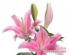 揭秘粉百合的花语及文化内涵 粉百合花语的深意与象征