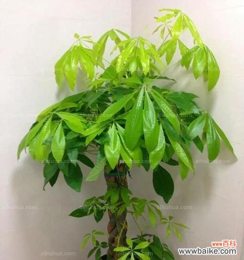 揭示发财树的吉祥寓意及其养护方法 发财树