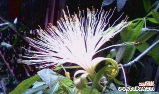 揭秘发财竹开花的奥秘 发财竹开花的花语和寓意