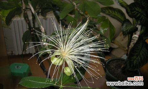 揭秘发财竹开花的奥秘 发财竹开花的花语和寓意