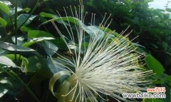 揭秘发财竹开花的奥秘 发财竹开花的花语和寓意