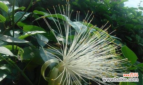 揭秘发财竹开花的奥秘 发财竹开花的花语和寓意