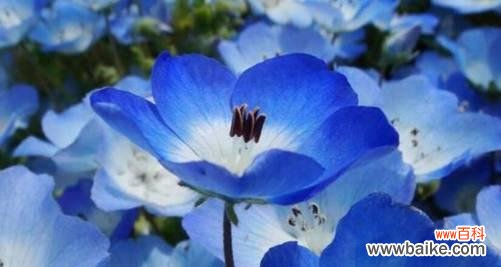 探究粉蝶花的象征意义 粉蝶花花语解读