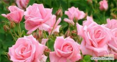 传递爱意的玫瑰花语 粉红色玫瑰的花语