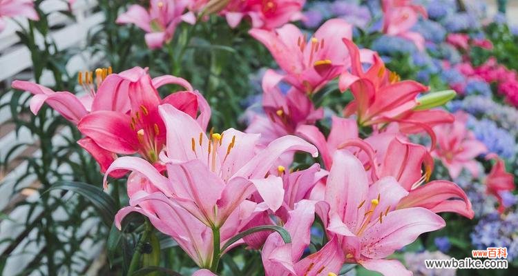 探索粉色百合花所传达的爱 粉色百合花的花语与寓意