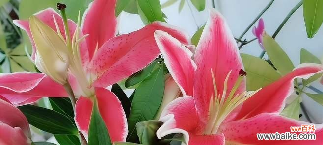 探索粉色百合花所传达的爱 粉色百合花的花语与寓意