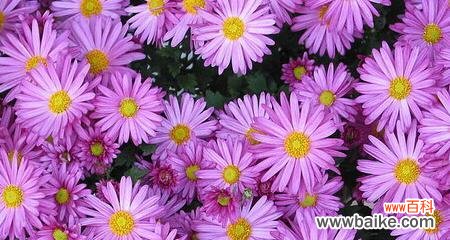 探寻粉色雏菊的意义和象征 粉色雏菊的花语和寓意