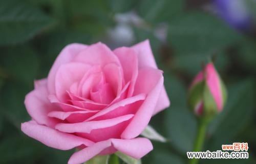 探索粉色花朵的浪漫之美 粉色花语