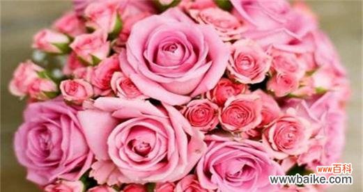 探索粉色花朵的浪漫之美 粉色花语